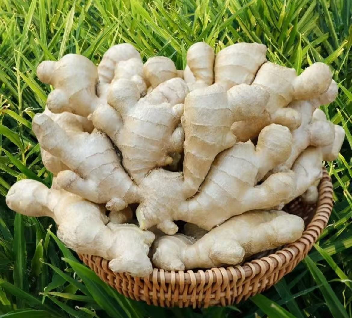 泥姜（微带泥）新鲜老姜生姜大姜