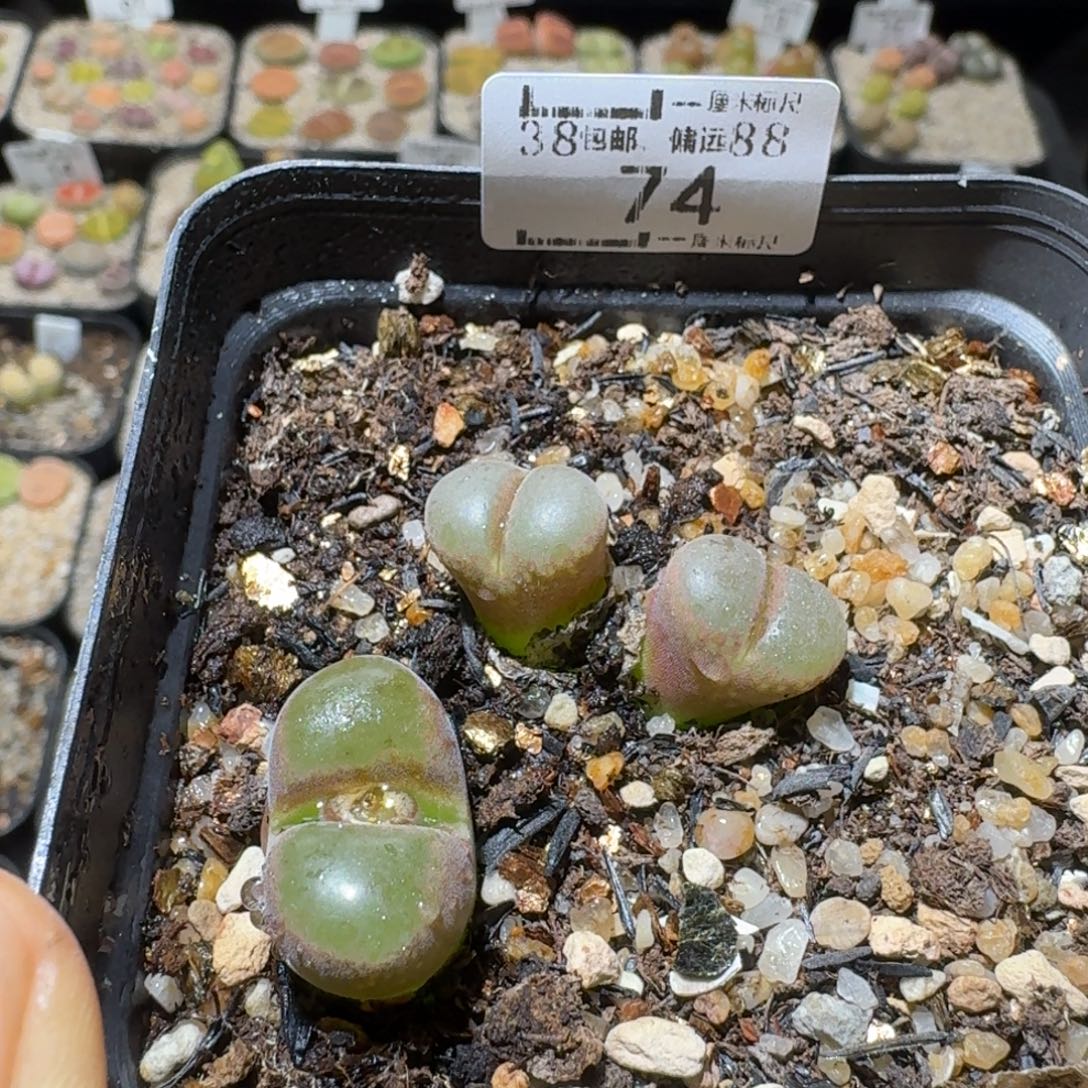 Sss清仓价可便宜了74