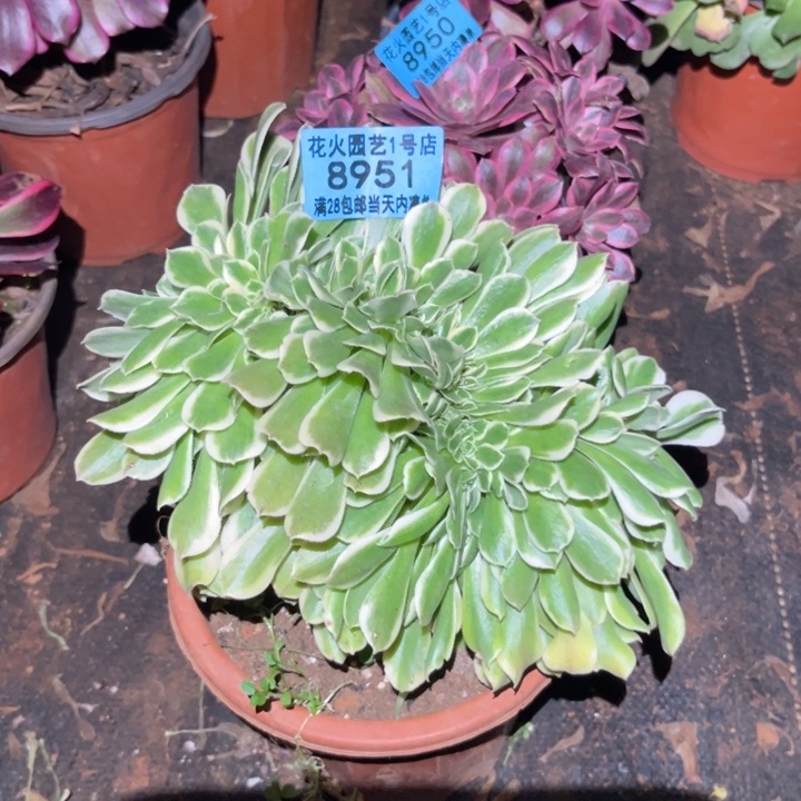 绿豆沙缀8951多肉植物