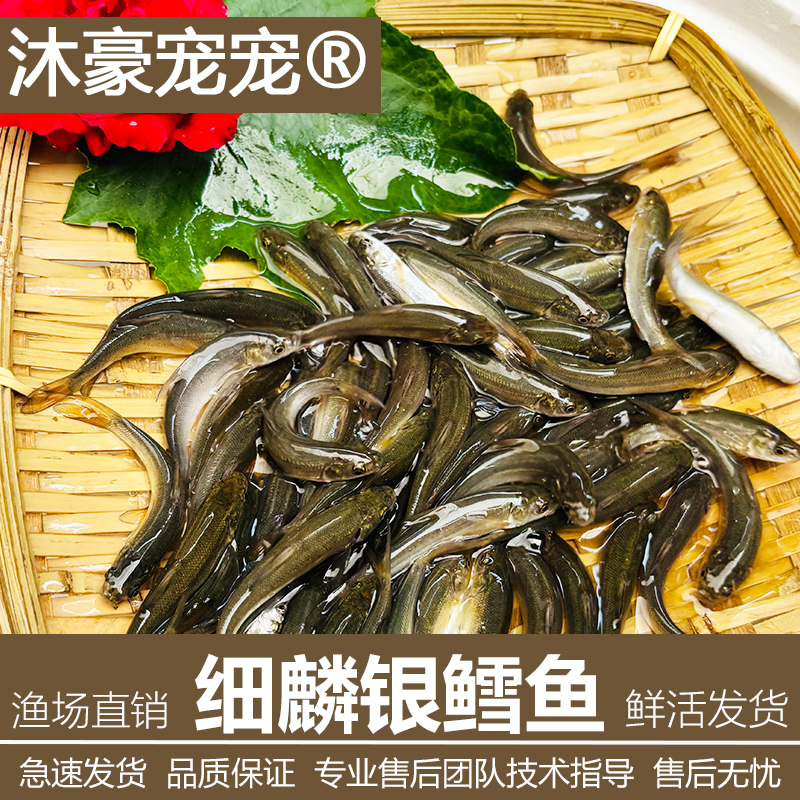 沐豪宠宠【运营推荐】鲜活银鳕鱼好养易活食性鳕鱼池塘水库鱼塘垂钓