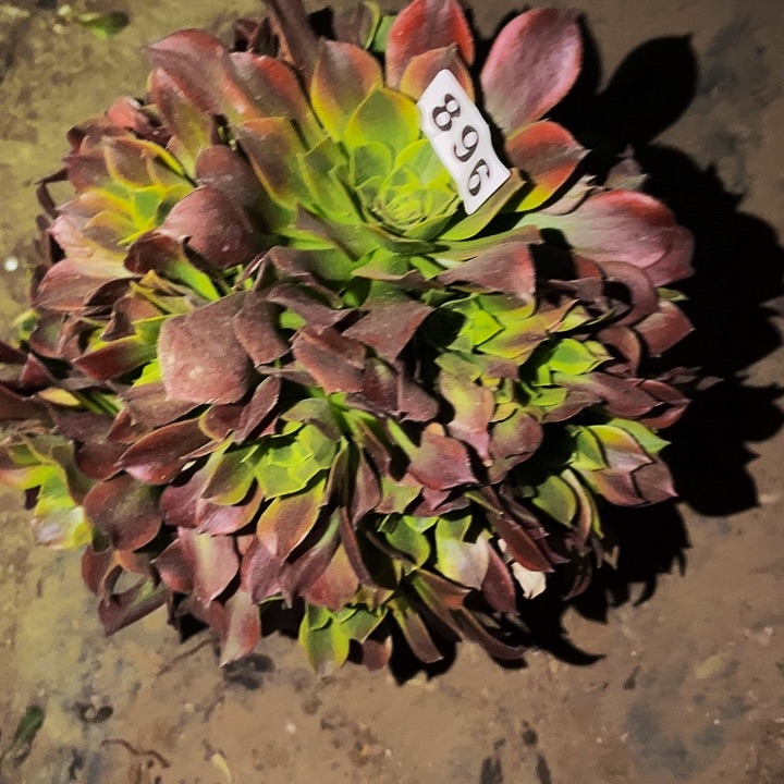 896青檬多肉植物处理不售后