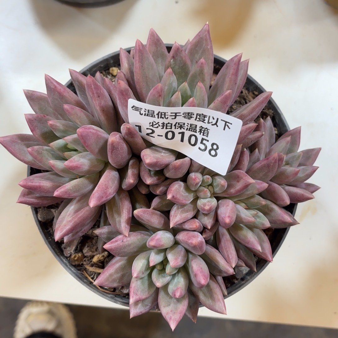 01058水晶球多肉植物