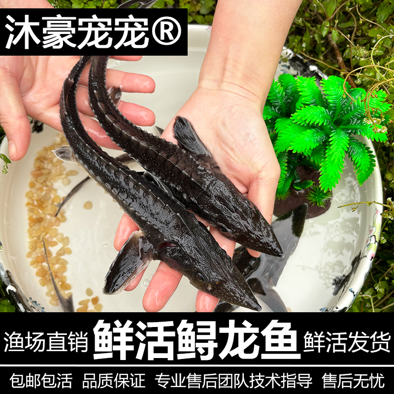 沐豪宠宠【鲟龙鱼】鲟龙鱼活体鱼批发零售新鲜食材养殖优选
