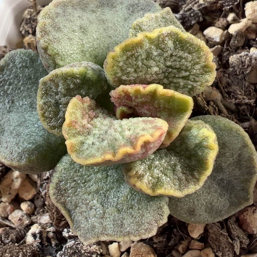 024-2551实生新品多肉植物水泡