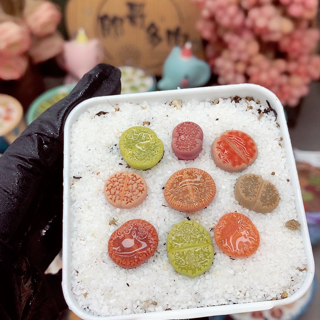 生石花满18包邮7-46