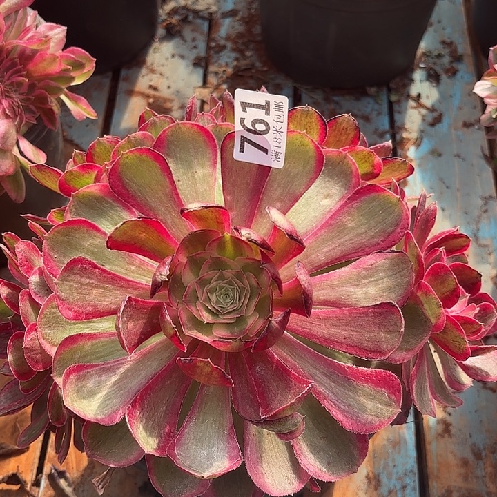 761孔雀翎优选掌心多肉法师锦不包侧枝断枝