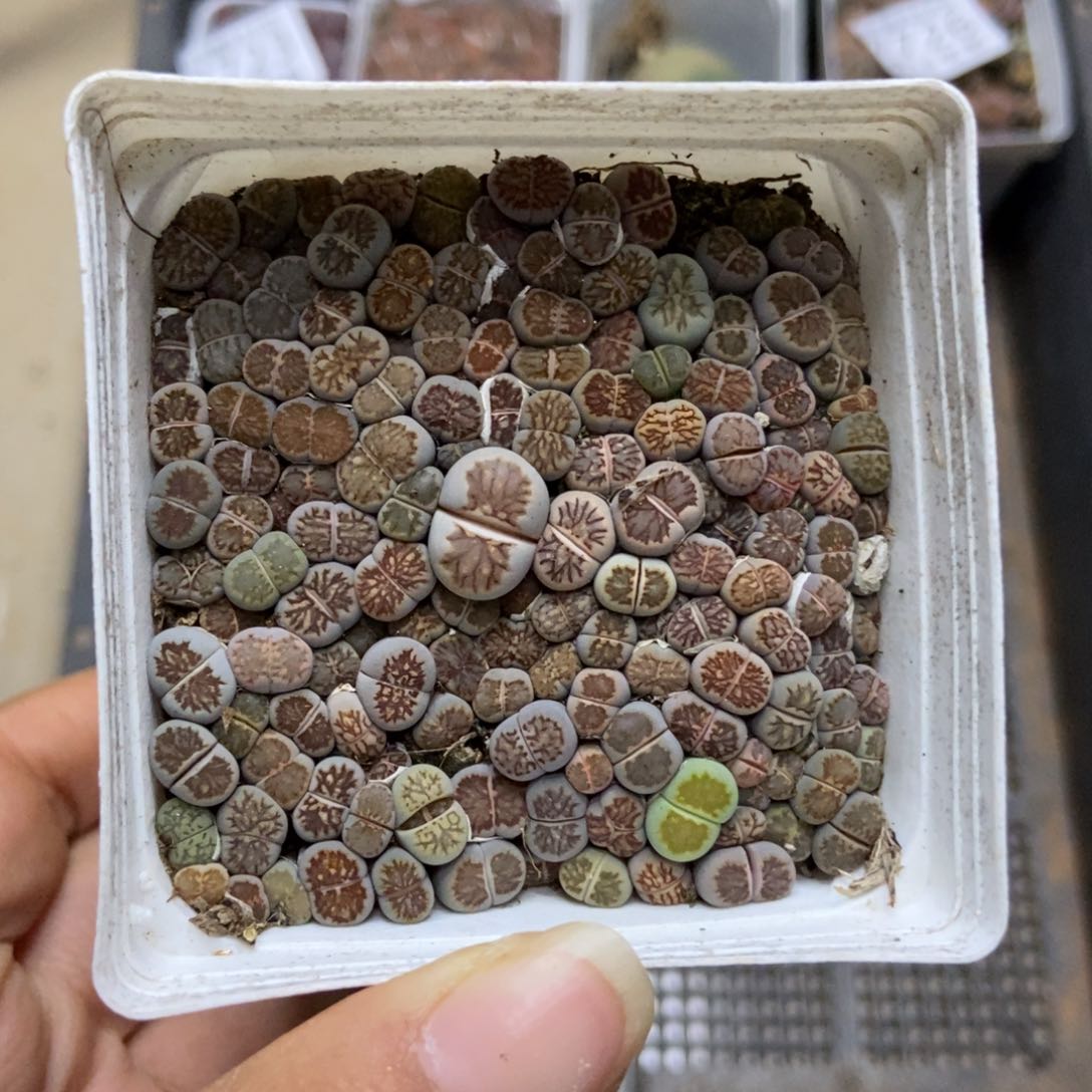 7733一盒七方菊个头很小