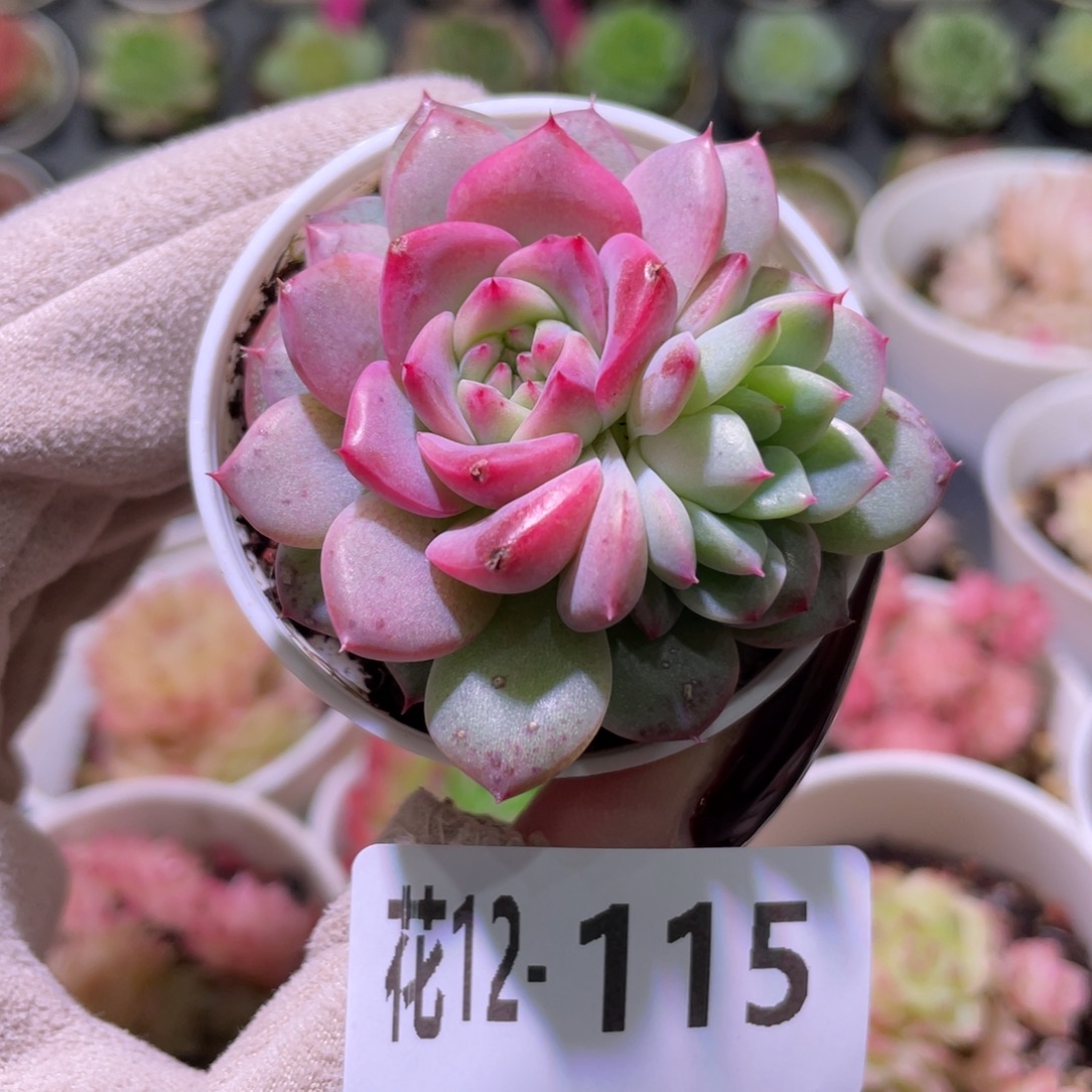 花利美12-115新品