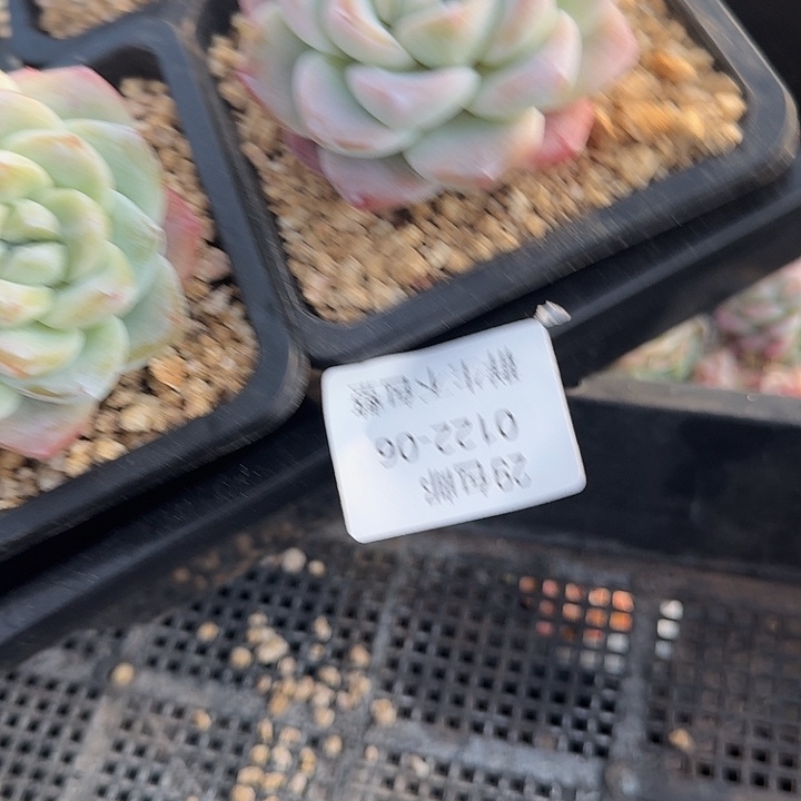 0122-06 冰玉精控三颗 不包整