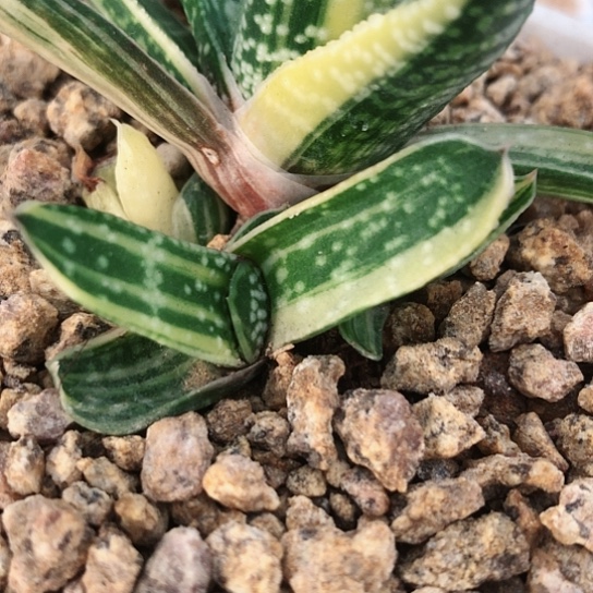 达摩旋转蜗牛锦侧牙无根117