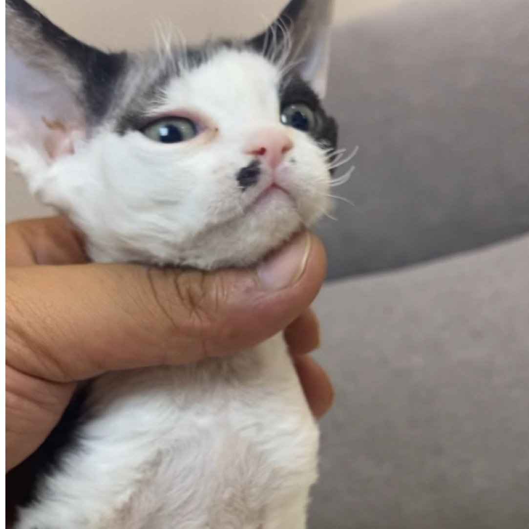 黑白开德文妹妹德文卷毛猫活体猫幼崽