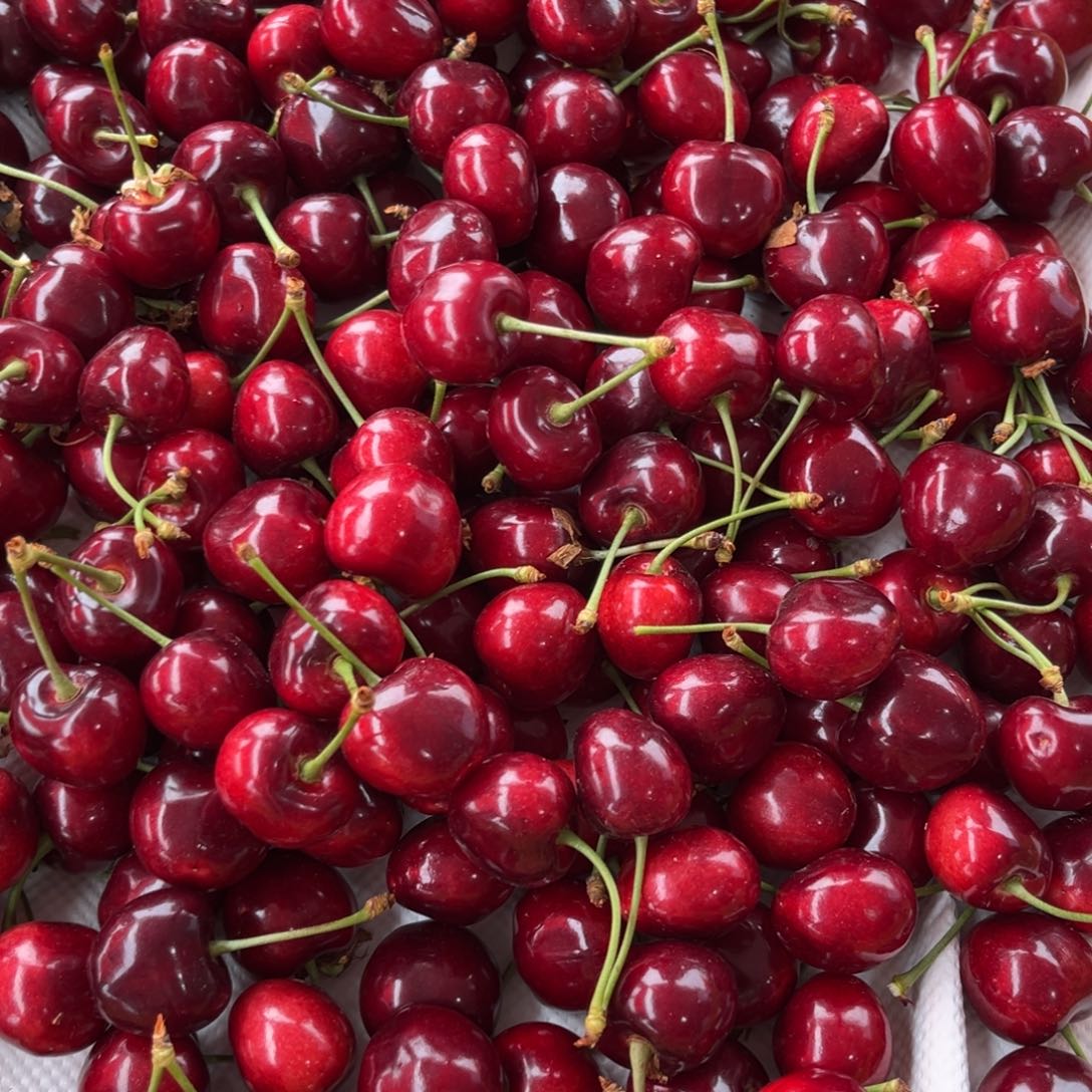 俄罗斯8号樱桃甘肃天水俄罗斯8号