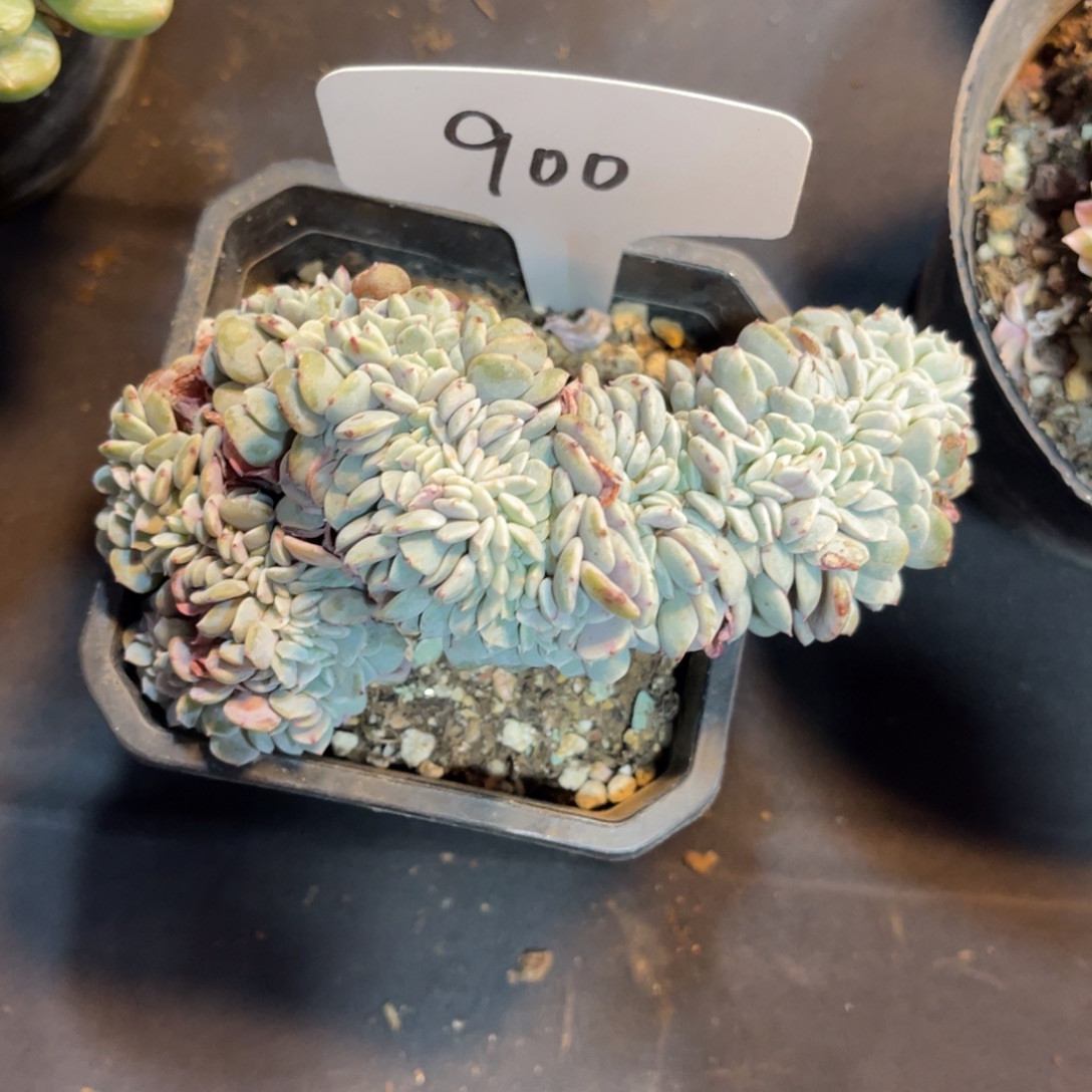 老阿姨一物一拍900