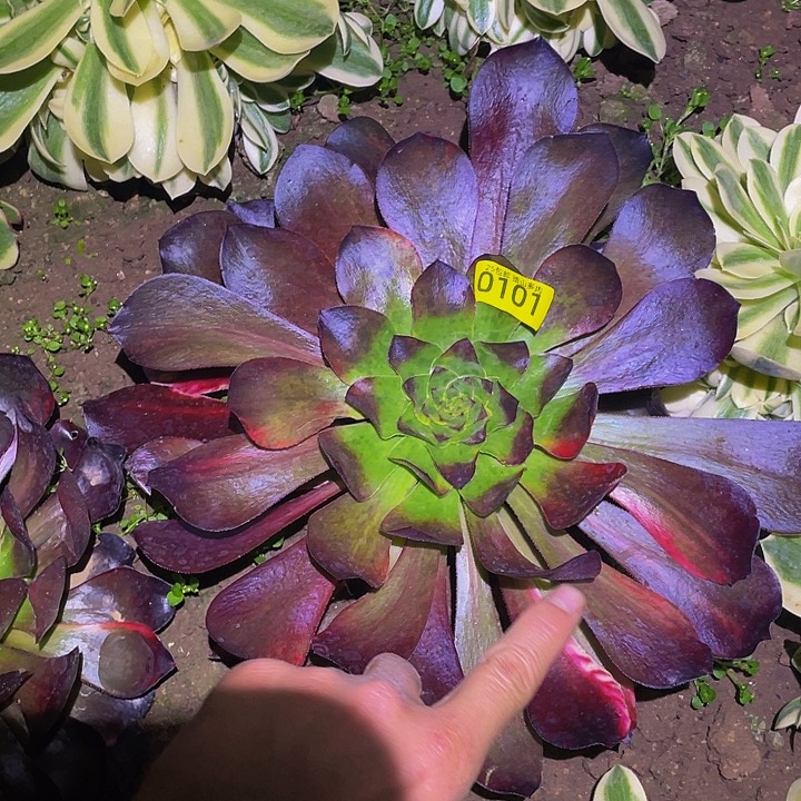 0101无毒七彩多肉植物