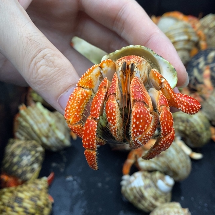 3.1口法拉利斐济草莓