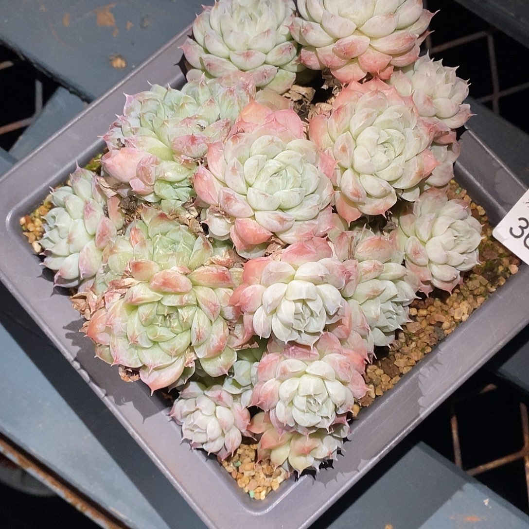 如***令3646下播福利，14厘米