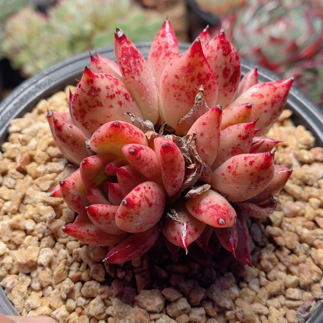 338红颜蜜语德华多肉