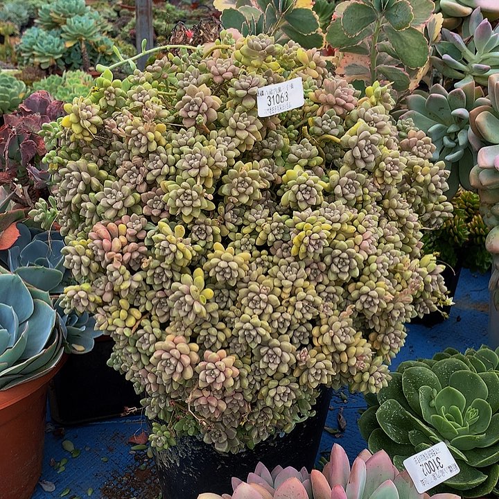 用***3    丸叶姬秋丽31063
