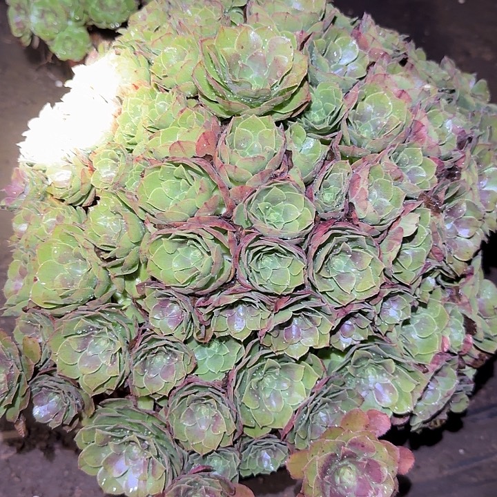 精品红心沙拉碗巨无霸绣球朵朵亏本福利