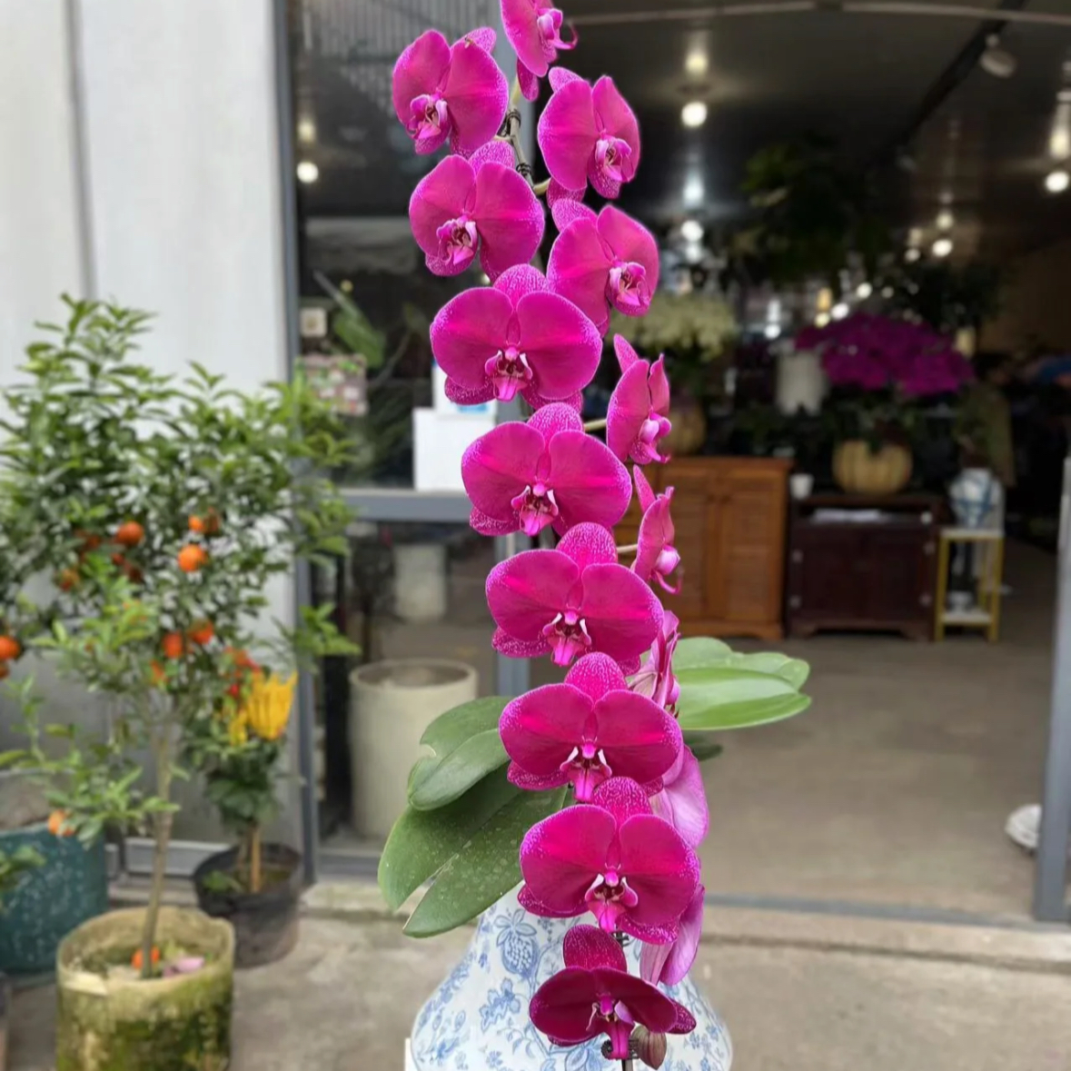 蝴蝶兰【紫气东来】紫红色系龙兰5.0寸杯苗