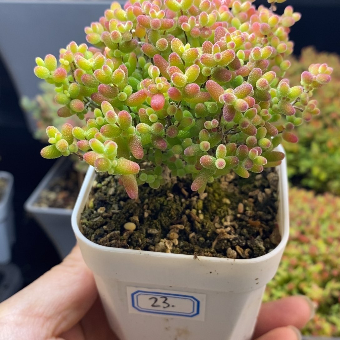 完全开放23号蜜橘糖球（6.5cm）