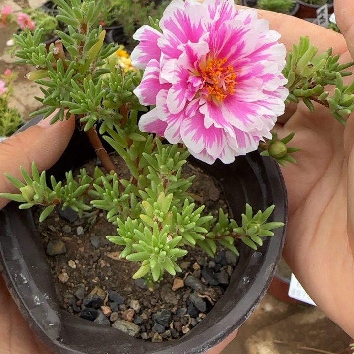 无花朵量拍小俏芙蓉超小苗盆口10cm