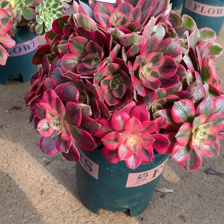 191粉女郎多肉植物