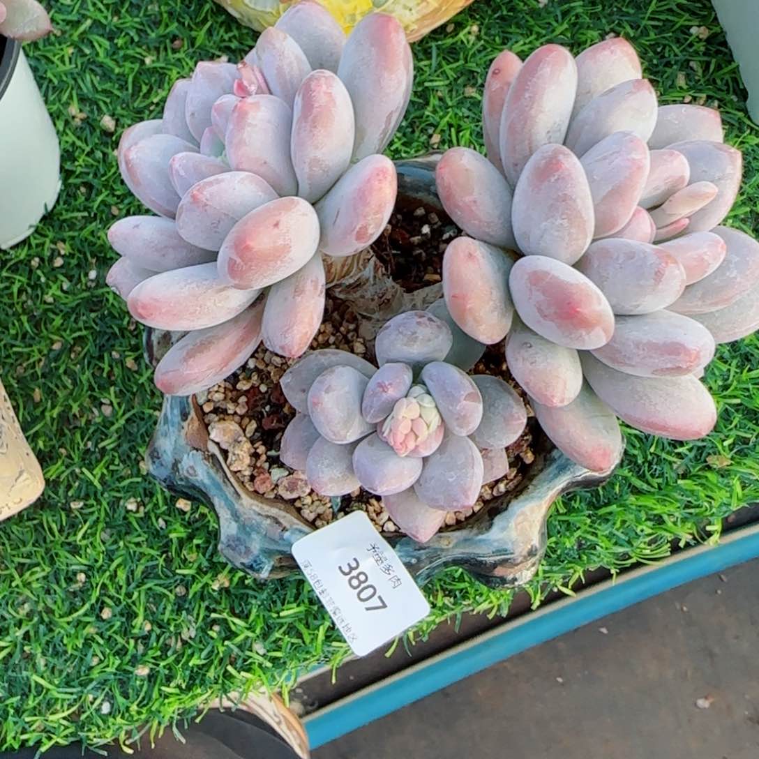 香水，3807多肉植物