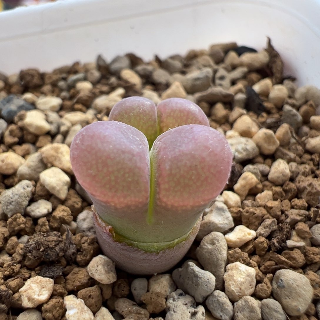 643优选se 肯哈德双头新头