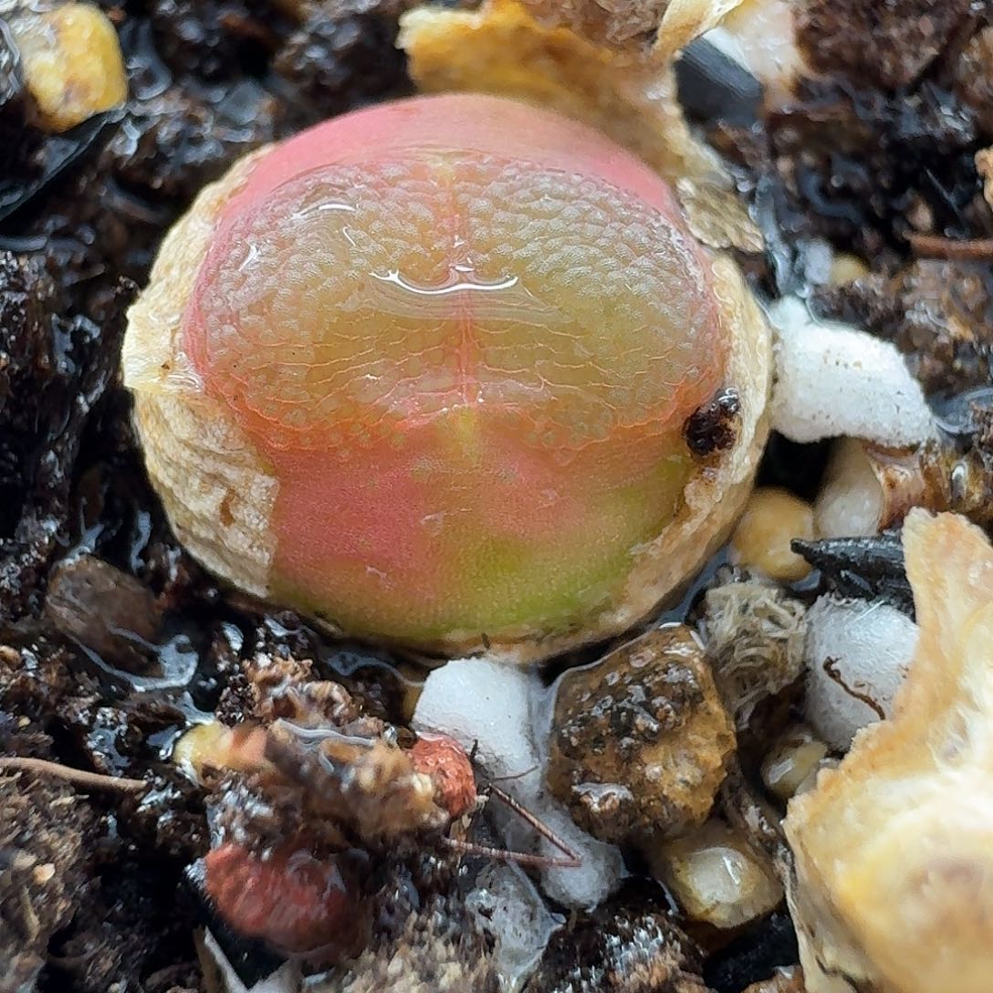 老马生石花雪茄2277