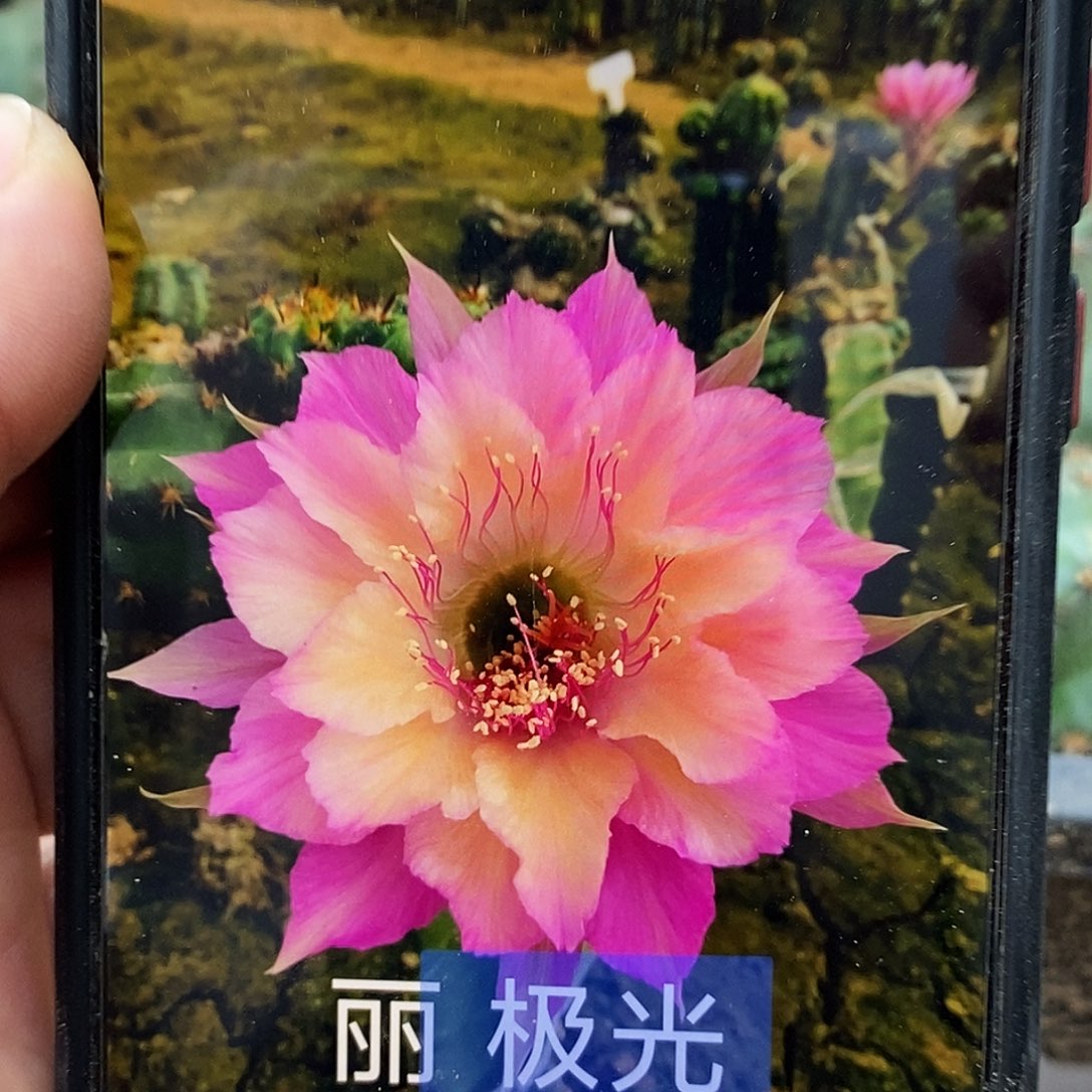 丽极光侧芽刺顶歪5公分左右