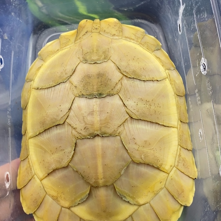 巴西彩龟母6666666