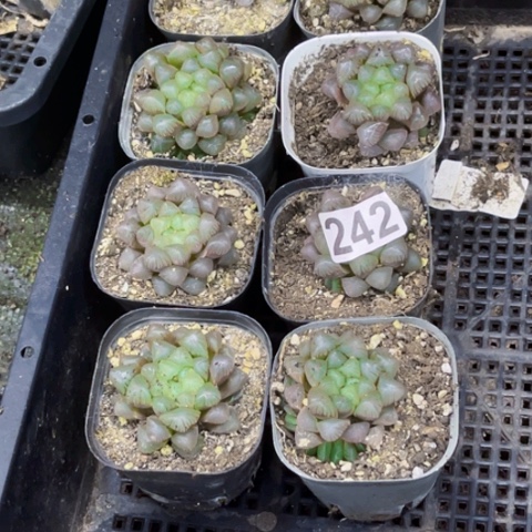 242姬雨露如图东北不拍货