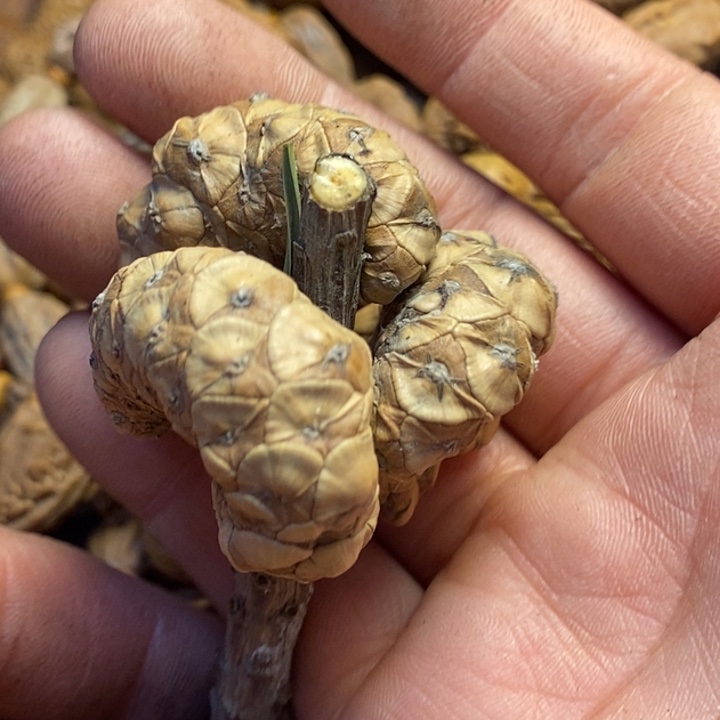 桃核吊坠东北特产85