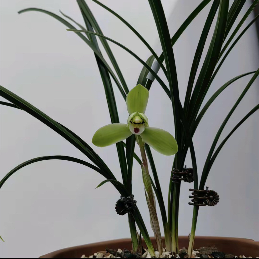 精品兰花一物一拍好种好养