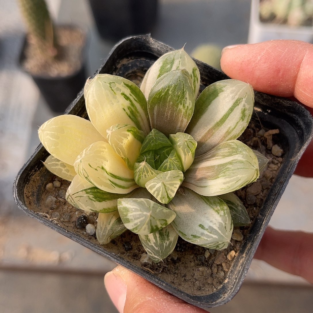 玉露锦一物一拍的