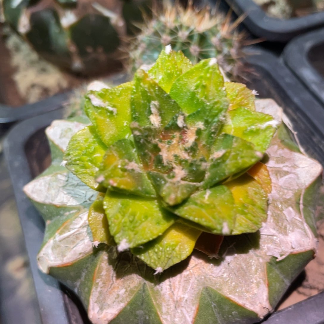 新顿龟甲牡丹锦 仙人球