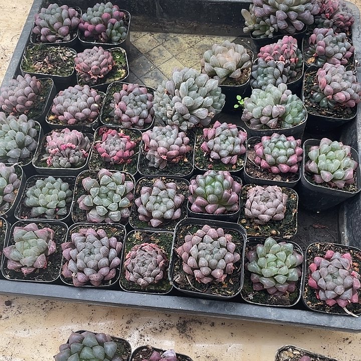 腰***乐4颗彩色玉露昆明直发随机送一个