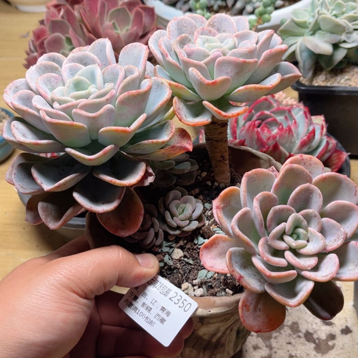 【闪购商品】2350美尻