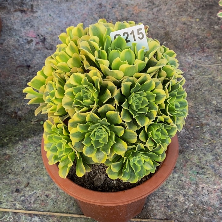 金丝翡翠多肉植物215