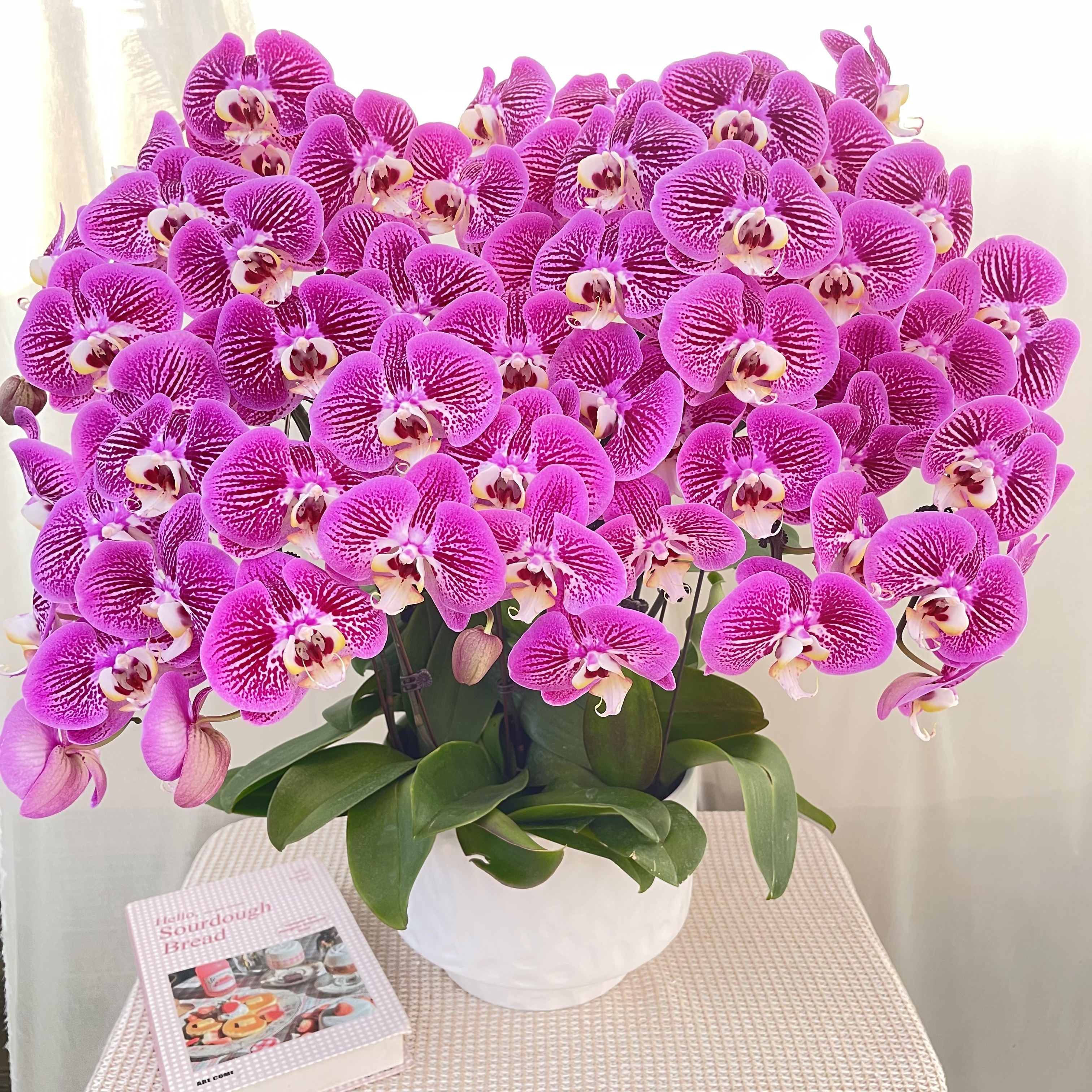 幸福花舍蝴蝶兰【画梅鸟】欧洲进口花花送人送礼乔迁新居蝴蝶兰盆栽