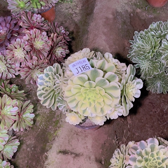 鲜****家185绿豆沙多肉植物