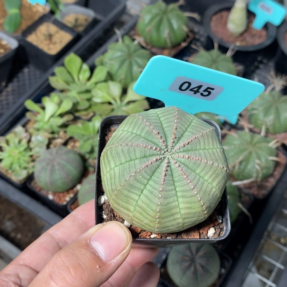 布紋球多肉植物一个