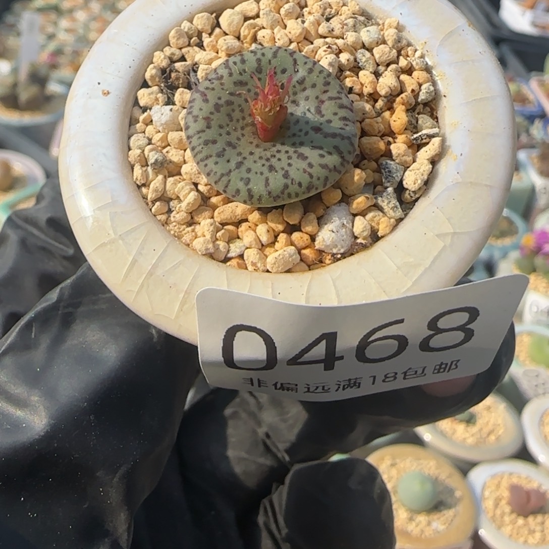 0468--一物一拍 带盆 荷叶