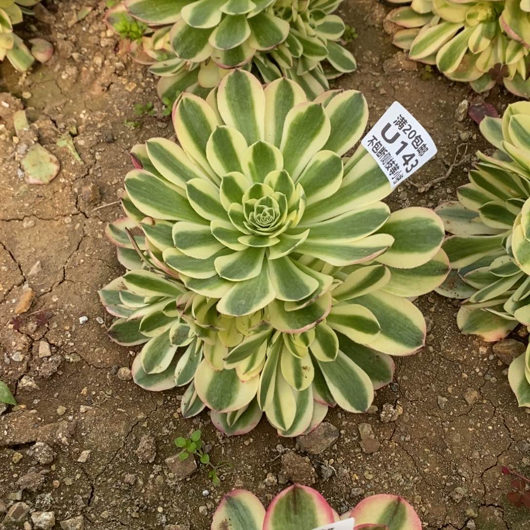 143玉姿多肉法师锦