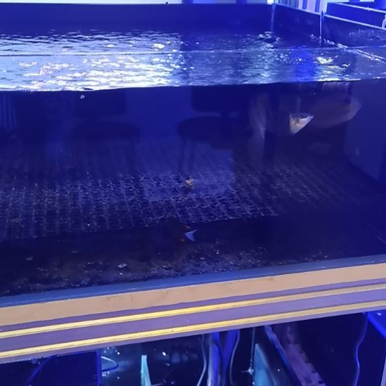 珍珠草莓，羽毛关刀，荔枝鹰2，角龙，黄金雀4