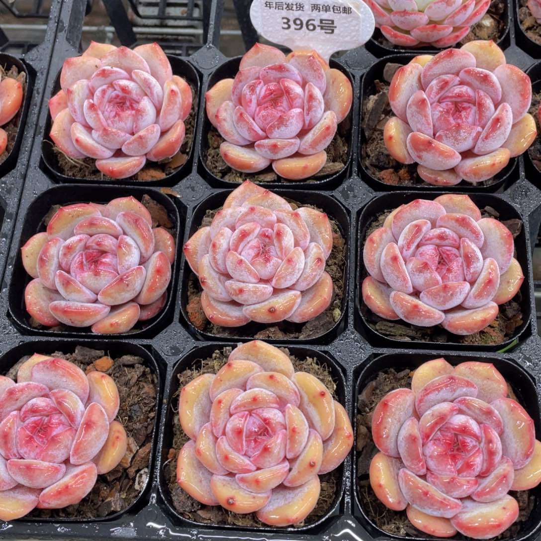 396号 包包糖心韩橙单头一个