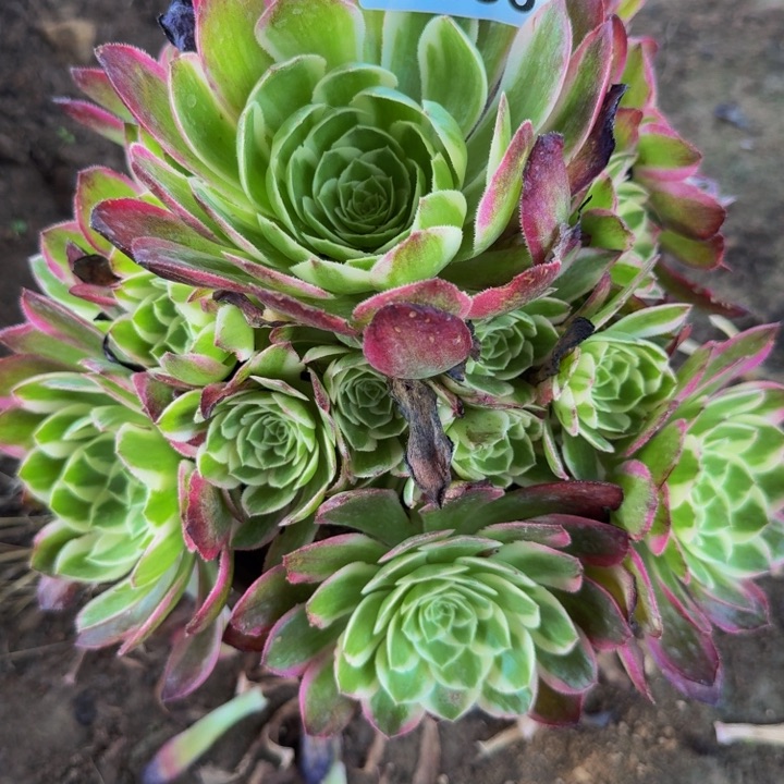 058海王多肉植物