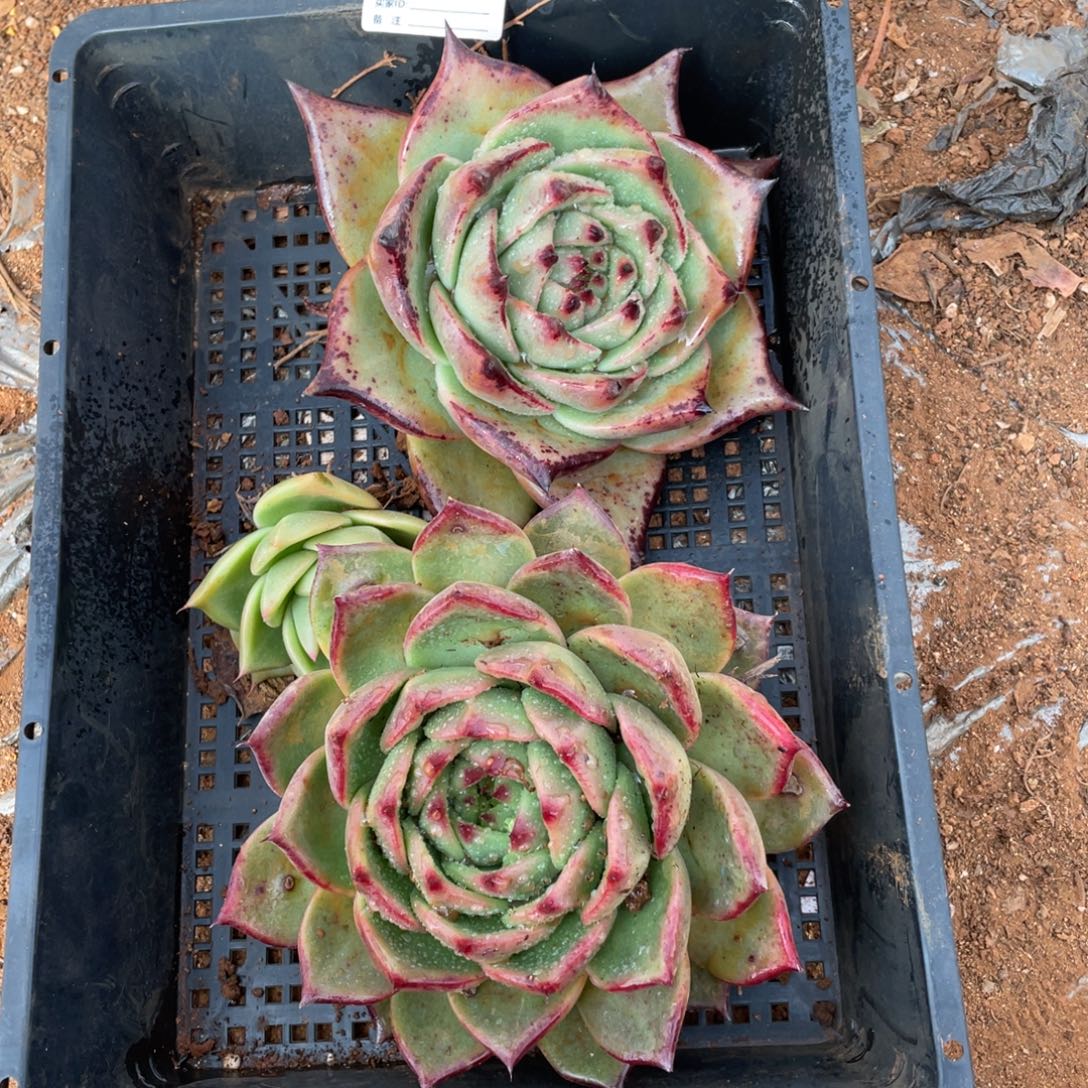 无花朵若如东云单拍B396