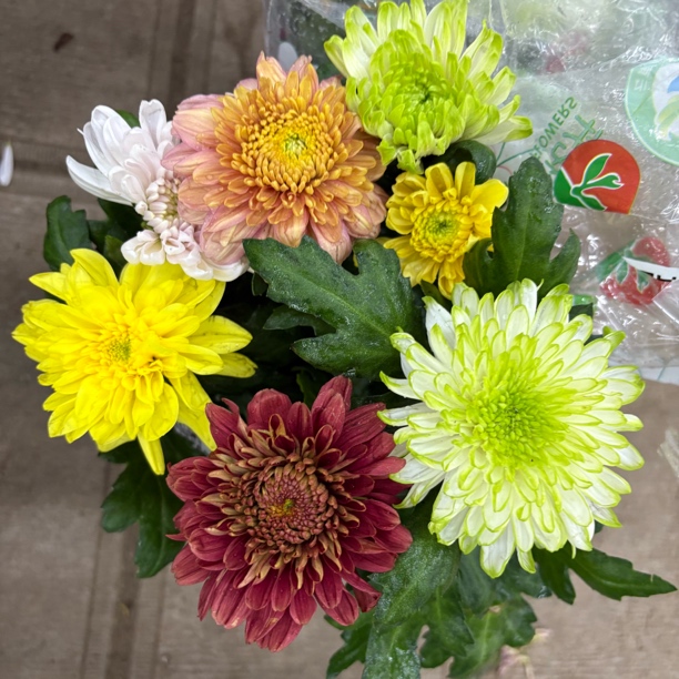 精品宝莲灯小菊带花带花苞到手一盆